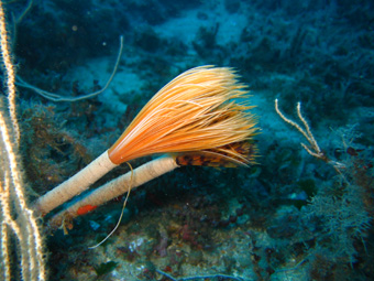 Fiore marino Sabella spallanzanii